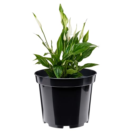 Garronda Blumentopf Kunststoff Pflanztopf rund Kräutertopf Anzuchttöpfe Blumentopf Schwarz für Innen und Aussen 20cm GD-0025 (Schwarz, ⌀ 20cm H 16,3cm) von Garronda