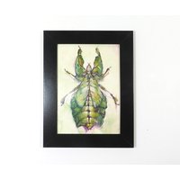 Blattwanze Insekt Grün Specimen Phyllium Pulchrifolium Garten Kunstdruck Gerahmt Natur Tier Illustration Geschenk Home Office Decor von Garrott