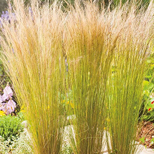 3 x Federgras 'Windspiel' - Stipa tenuissima von Garten Schlüter