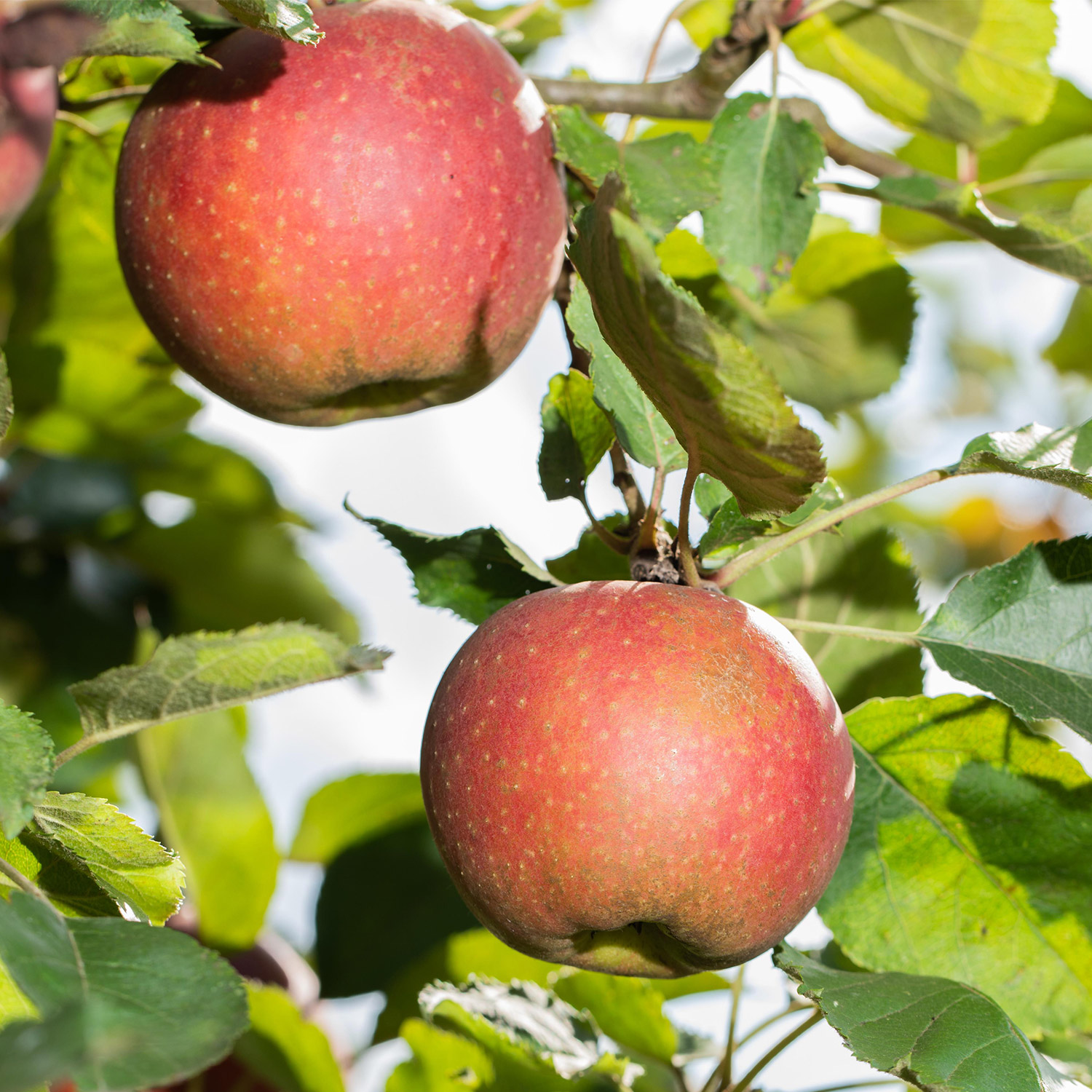 Allergiker-Apfel &#039;Wellant&#039;, 7,5 LIter, 120 - 160 cm, 40 - 60 cm Sth.  Liefergröße: 120 - 160 cm, 40 - 60 cm Sth. von Garten Schlüter