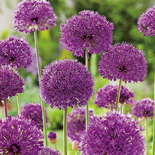 Allium Purple Sensation - 5 Zwiebeln Zierlauch/Kugellauch - Blumenzwiebeln zum Pflanzen und Verwildern, lila Blüten, mehrjährig, winterhart von Garten Schlüter von Garten Schlüter