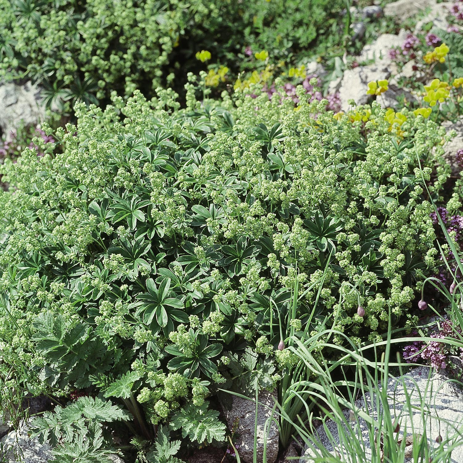 Alpen-Silbermantel / Alpen-Frauenmantel Lieferform: Im 9 cm Topf Alpen-Silbermantel / Alpen-Frauenmantel Lieferform: Im 9 cm Topf von Garten Schlüter