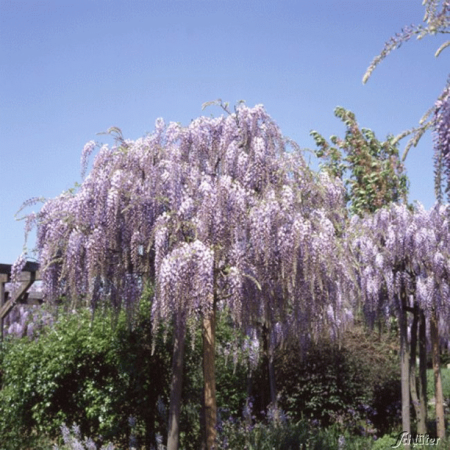 Amerikanischer Blauregen 'Longwood Purple' von Garten Schlüter