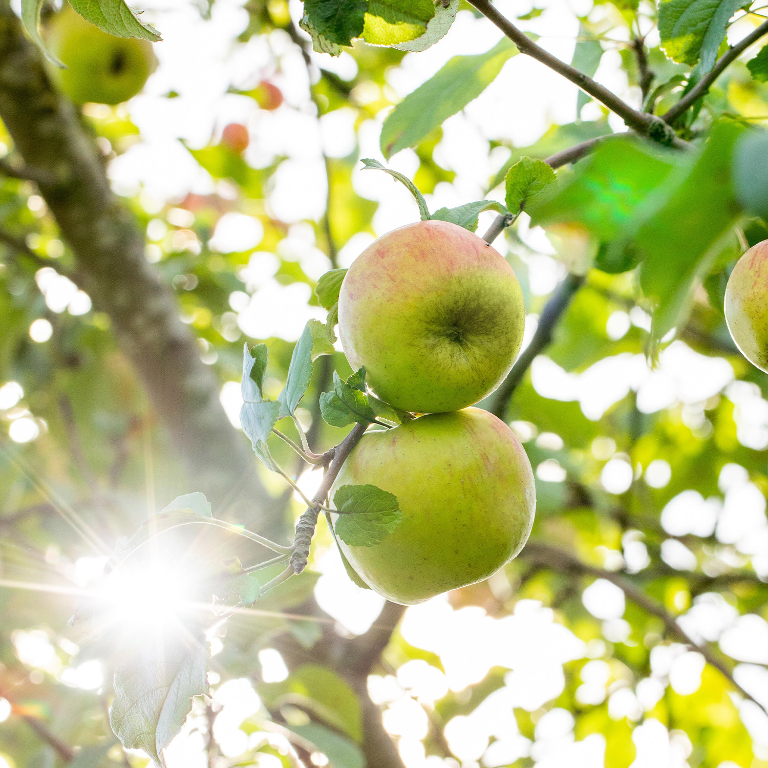 Apfel &#039;Delbarestival®&#039;, 5 Liter, 80 - 100 cm Liefergröße: 80 - 100 cm von Garten Schlüter