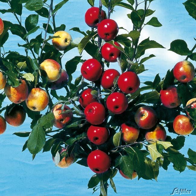Apfel-Drilling &#039;Familienapfelbaum&#039; 7,5 Liter Container Liefergröße: ca. 120 cm von Garten Schlüter