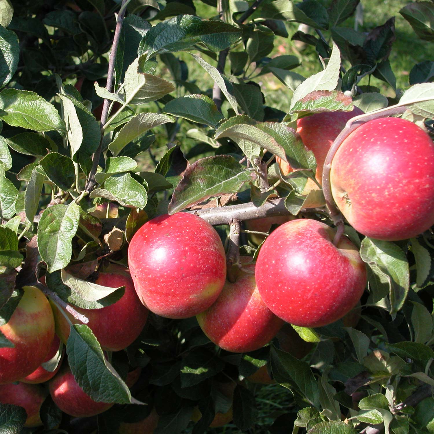 Apfel &#039;Holsteiner Cox&#039;, Spindel - Buschbaum, 7, 5 Liter, 120 - 160 cm, 40 - 60 cm Sth.  Liefergröße: 120 - 160 cm, veredelt auf M26, 40 - 60 cm Sth. von Garten Schlüter