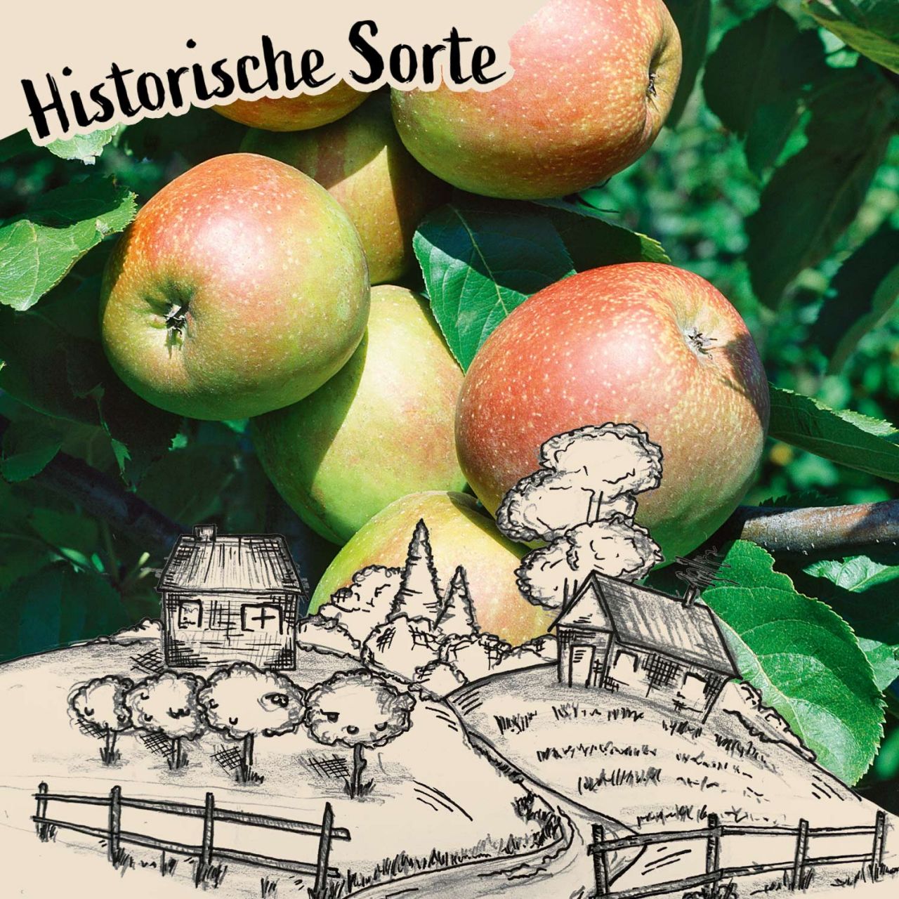 Apfel 'Kaiser Wilhelm' - Winterapfel von Garten Schlüter