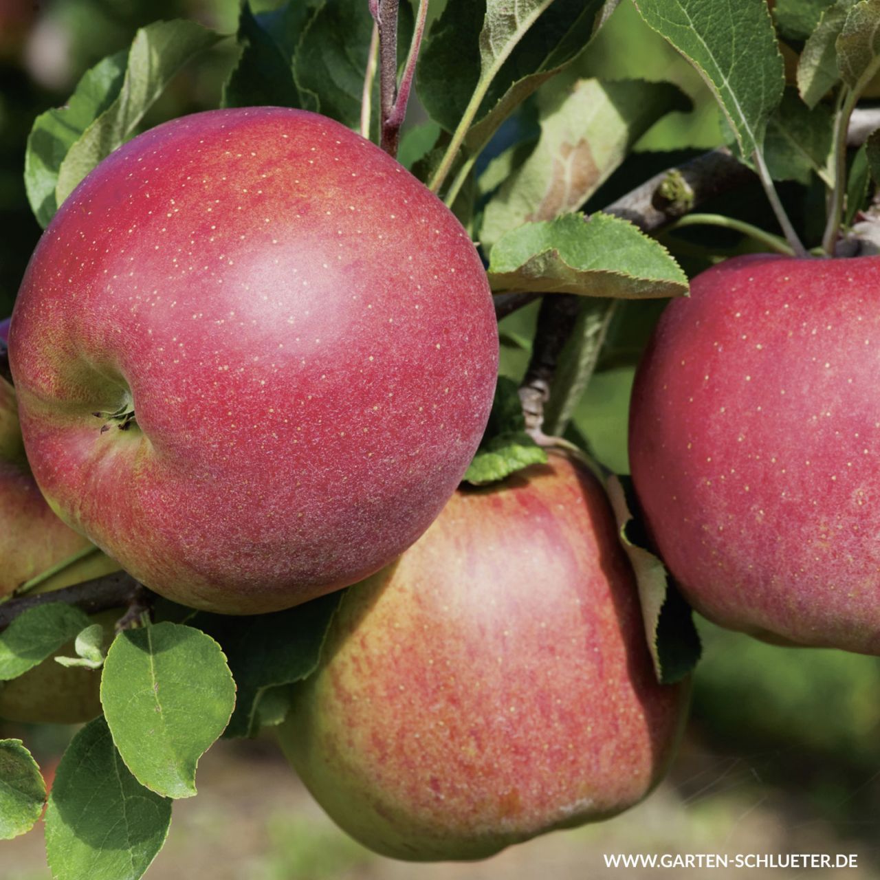 Apfel 'Melrose' von Garten Schlüter