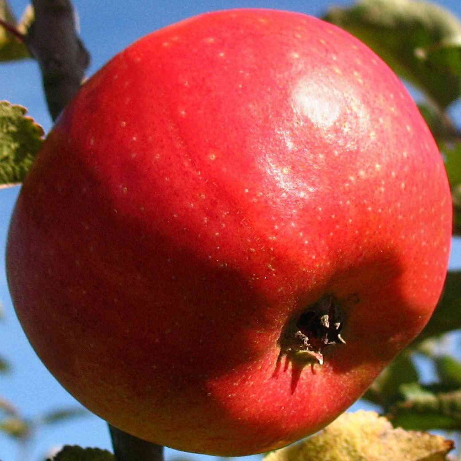 Apfel &#039;Pilot®&#039; - Busch Liefergröße: 120 - 160 cm, 40 - 60 cm Sth. von Garten Schlüter