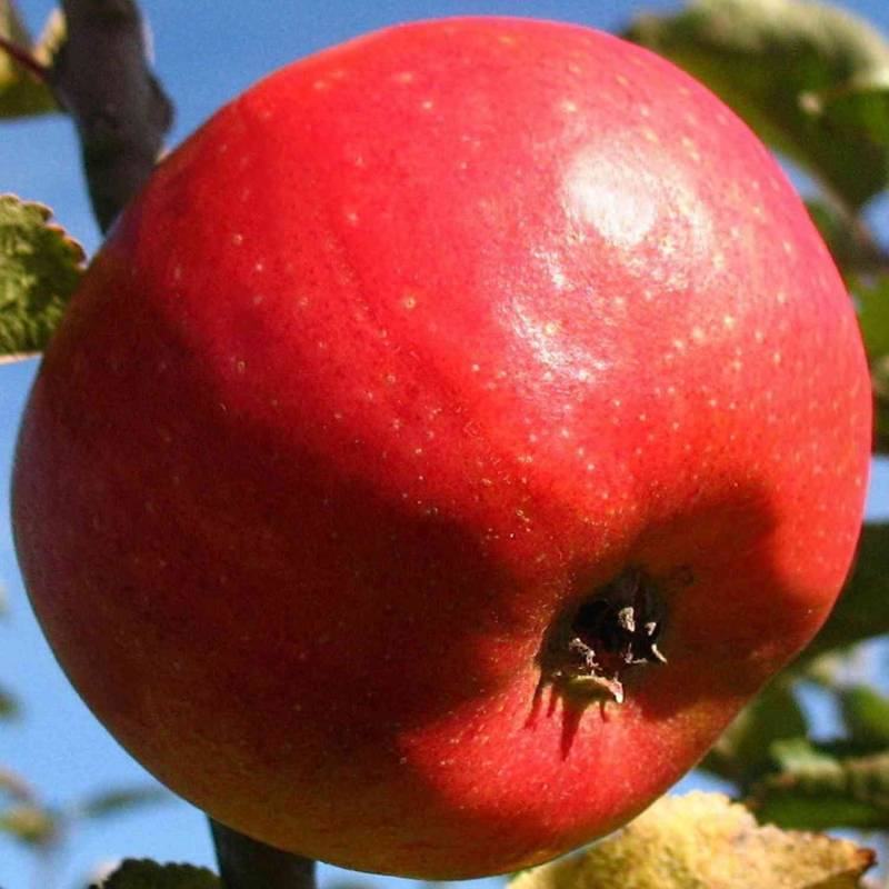 Apfel &#039;Pilot®&#039; - Busch Liefergröße: 120 - 160 cm, 40 - 60 cm Sth. von Garten Schlüter