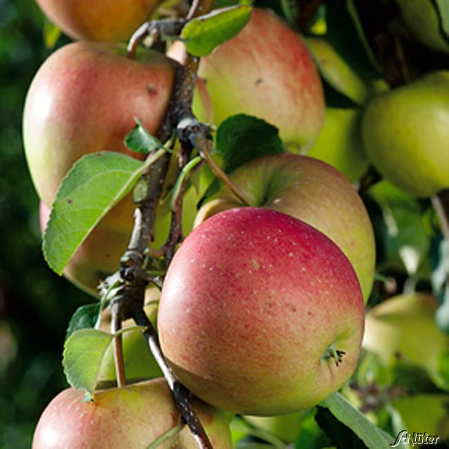 Apfel &#039;Pinova®&#039; C 5 Liefergröße: 120 - 160 cm, 40 - 60 cm Sth. von Garten Schlüter