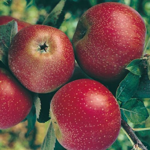 Apfel Roter Boskoop - Malus - Winterhart - Fruchtreife Oktober - Liefergröße circa 120cm im 5 Liter Container von Garten Schlüter