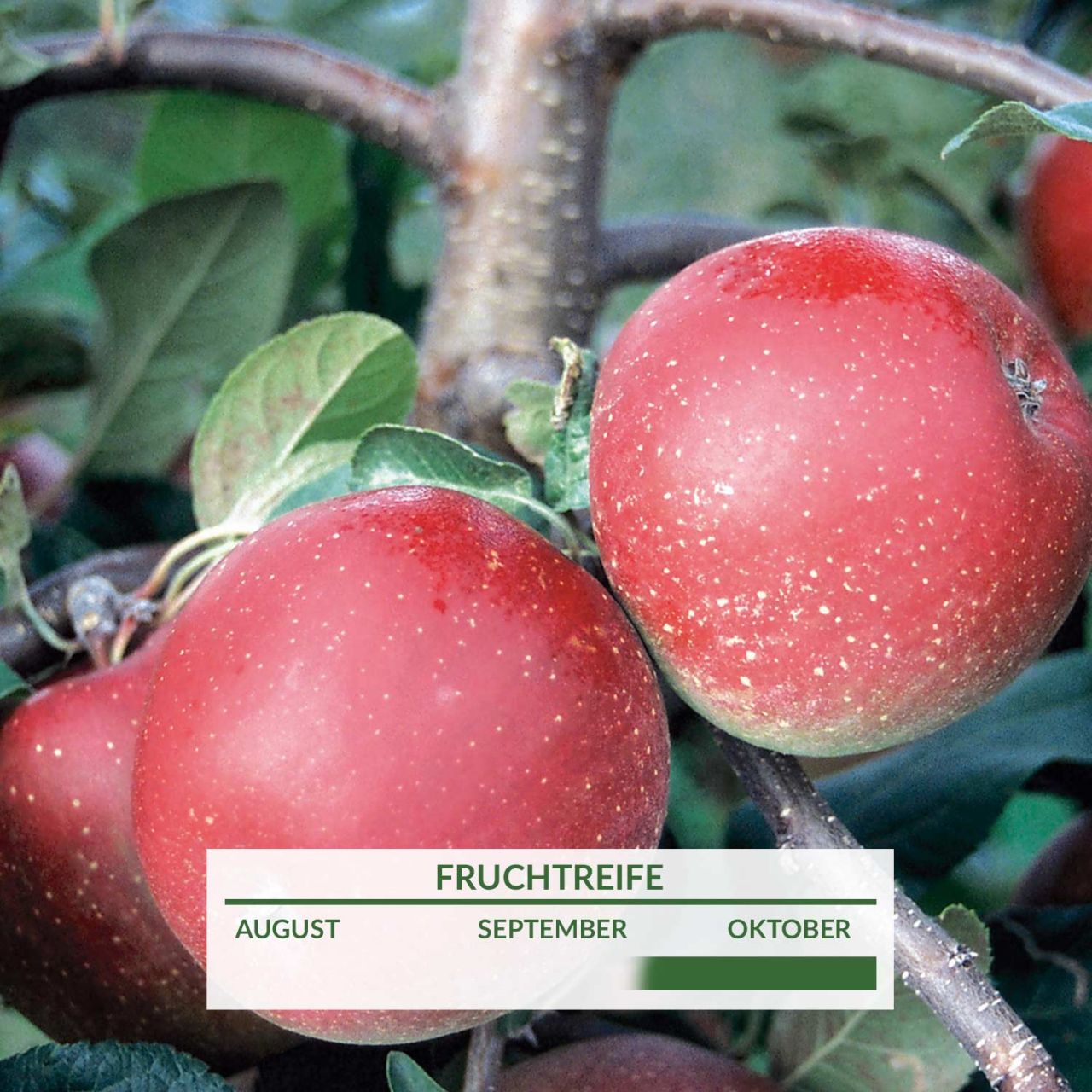 Apfel 'Roter Gravensteiner' von Garten Schlüter