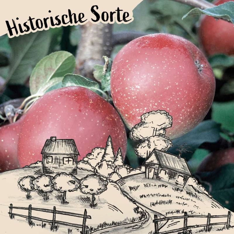 Apfel &#039;Roter Gravensteiner&#039; Liefergröße: 80 - 100 cm von Garten Schlüter