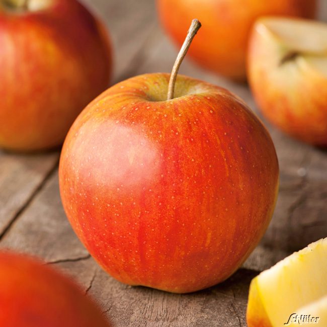 Apfel &#039;Rubinette&#039; - &#039;Rafzubin&#039; Herbstapfel Liefergröße: ca. 80 - 100 cm von Garten Schlüter