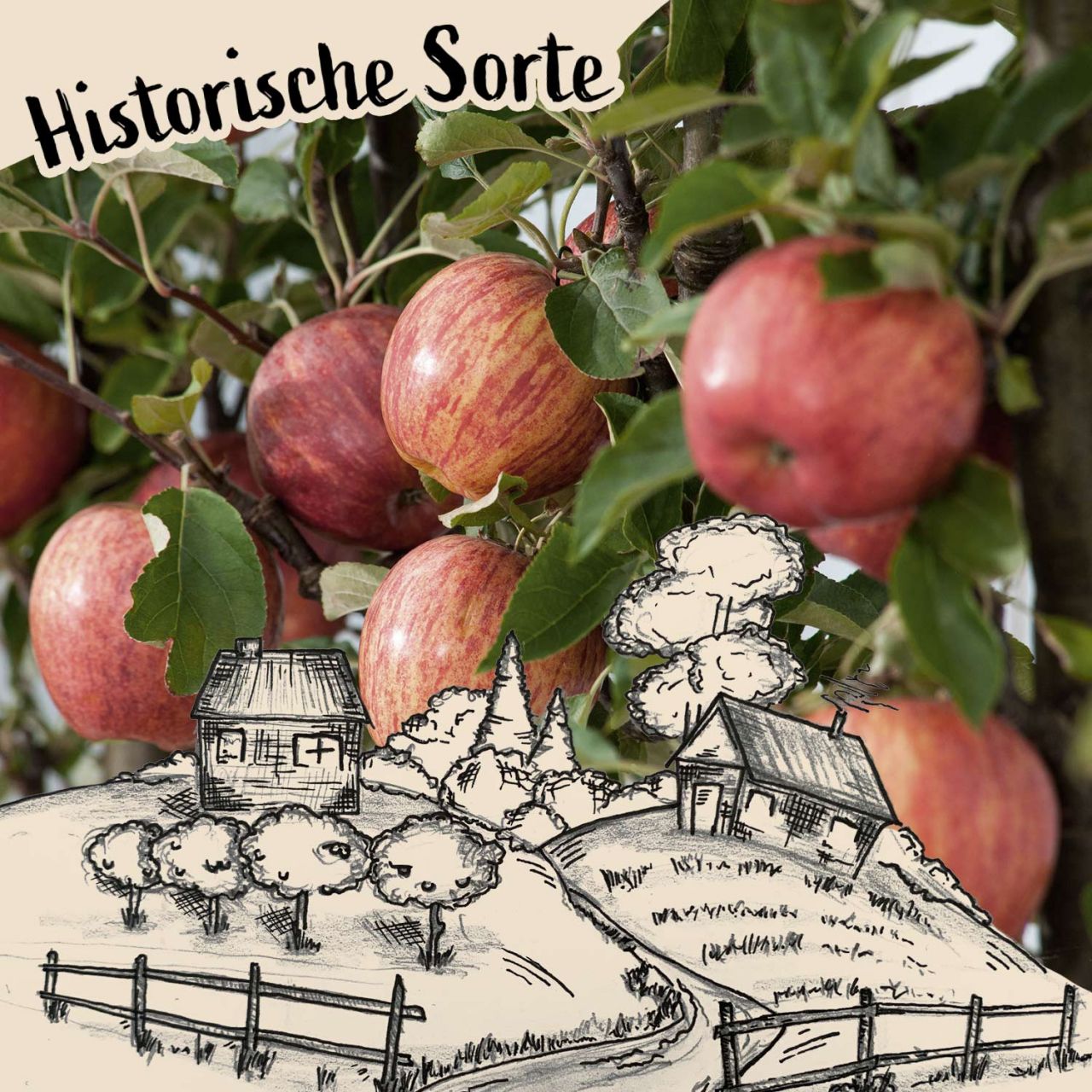 Apfel 'Ruhm aus Vierlanden' von Garten Schlüter