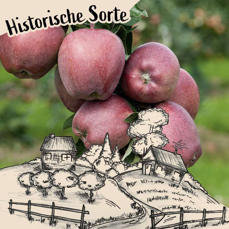 Apfel &#039;Wettringer Taubenapfel&#039; Liefergröße: 120 - 160 cm, veredelt auf M7, 40 - 60 cm Sth. von Garten Schlüter