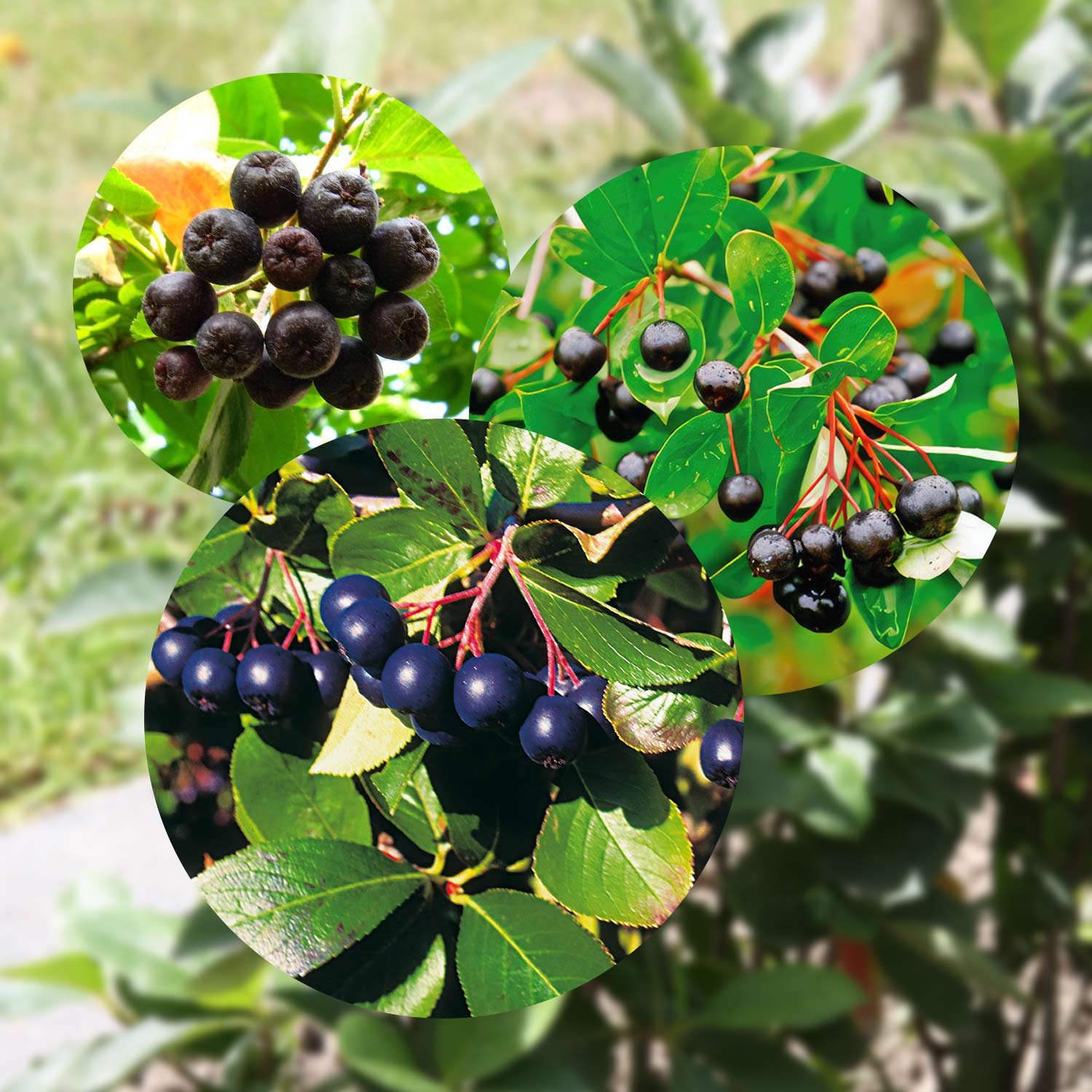 Apfelbeeren-SET von Garten Schlüter