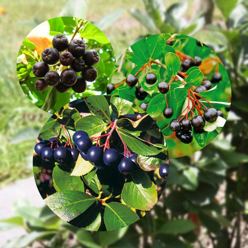 Apfelbeeren-SET Liefergröße: | 3 Stück | 40 - 60 cm von Garten Schlüter