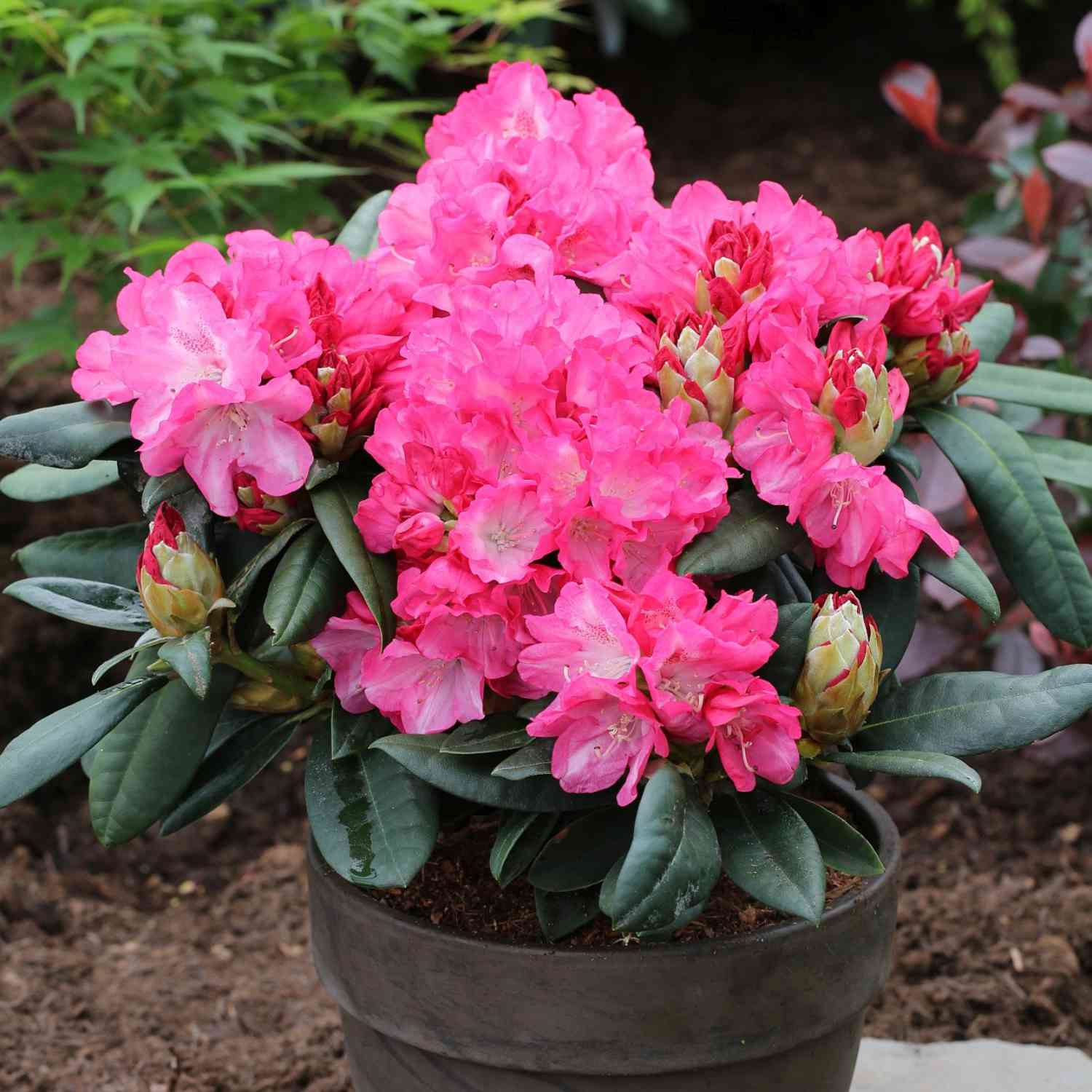 Ball-Rhododendron 'Fantastica', 5 Liter, 40 - 50 cm Liefergröße: 40 - 50 cm Ball-Rhododendron 'Fantastica', 5 Liter, 40 - 50 cm Liefergröße: 40 - 50 cm von Garten Schlüter