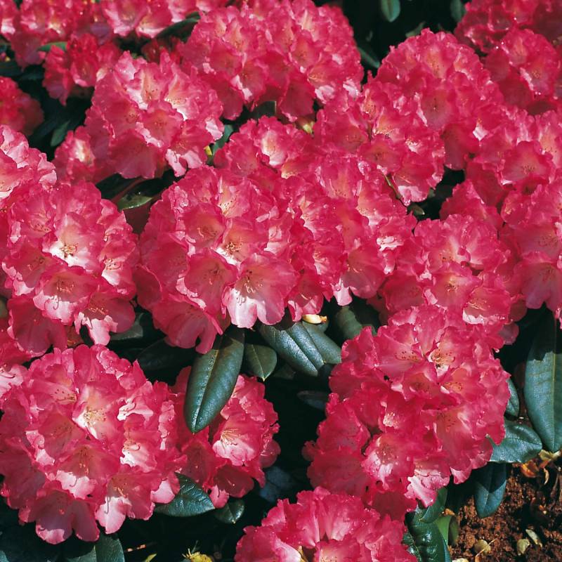Ball-Rhododendron &#039;Fantastica&#039;, 3 - 5 Liter, 25 - 30 cm Liefergröße: 25 - 30 cm von Garten Schlüter