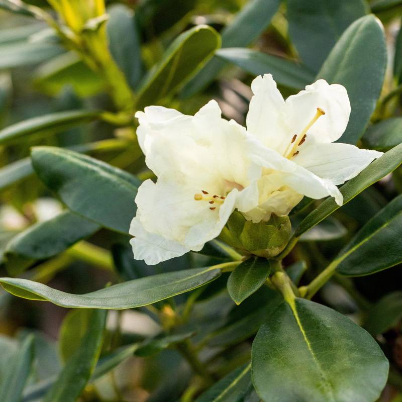 Ball-Rhododendron &#039;Flava&#039; C5 30 - 40 cm Liefergröße: 30 - 40 cm von Garten Schlüter