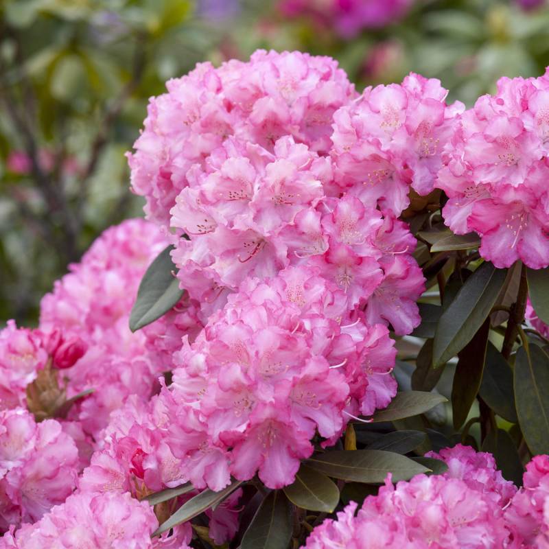 Ball-Rhododendron &#039;Kalinka&#039;, 5 Liter, 25 - 30 cm Liefergröße: 25 - 30 cm von Garten Schlüter