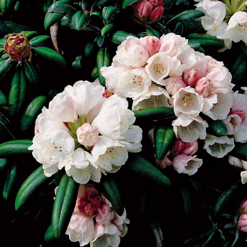 Ball-Rhododendron &#039;Koichiro Wada&#039;, 3 - 5 Liter, 25 - 30 cm Liefergröße: 25 - 30 cm von Garten Schlüter