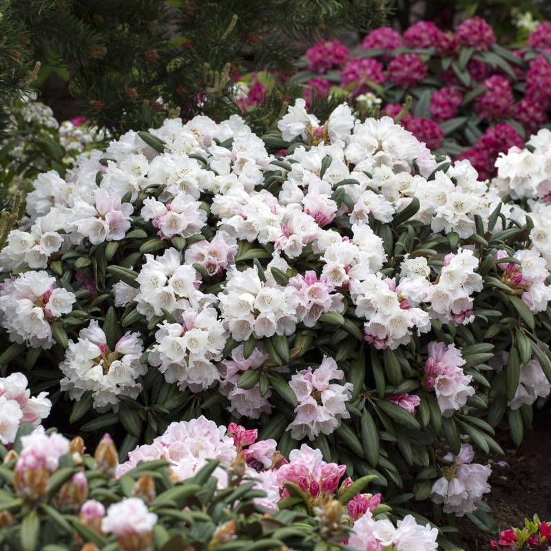 Ball-Rhododendron &#039;Koichiro Wada&#039;, 5 Liter, 30 - 40 cm Liefergröße: 30 - 40 cm von Garten Schlüter