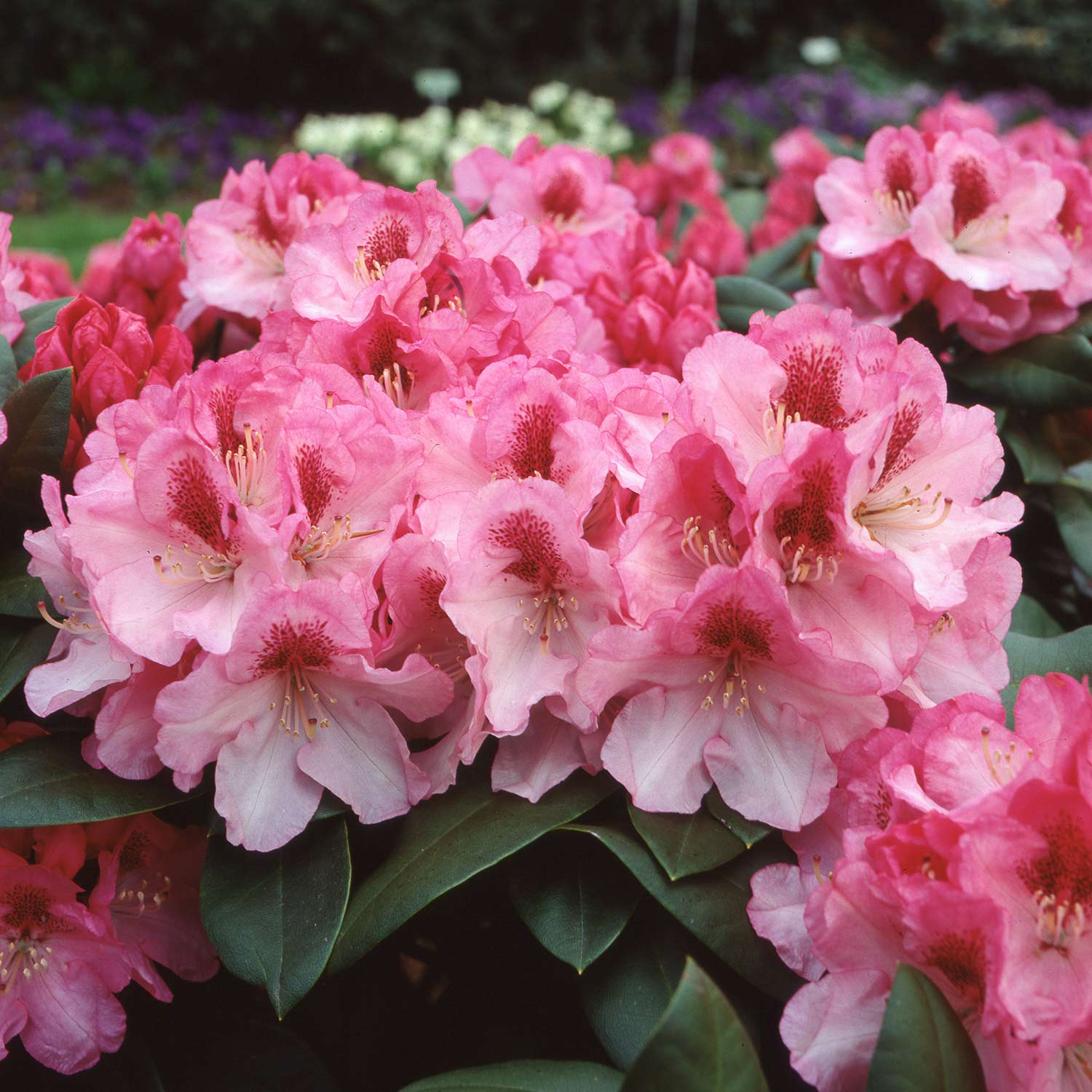Ball-Rhododendron &#039;Nicoletta®&#039; Liefergröße: 25-30 cm von Garten Schlüter