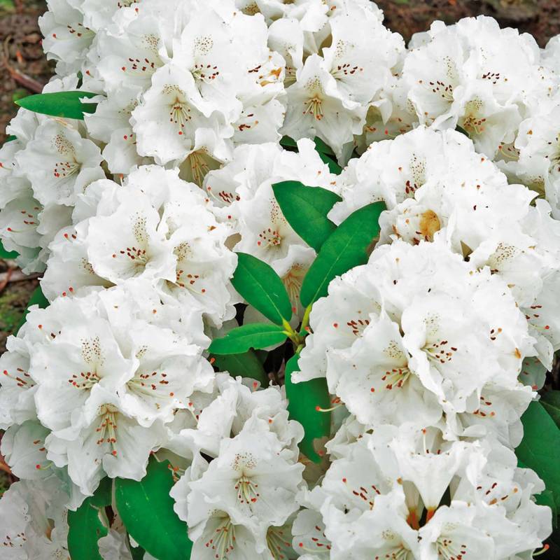 Ball-Rhododendron &#039;Schneekrone&#039; Liefergröße: 25-30 cm von Garten Schlüter