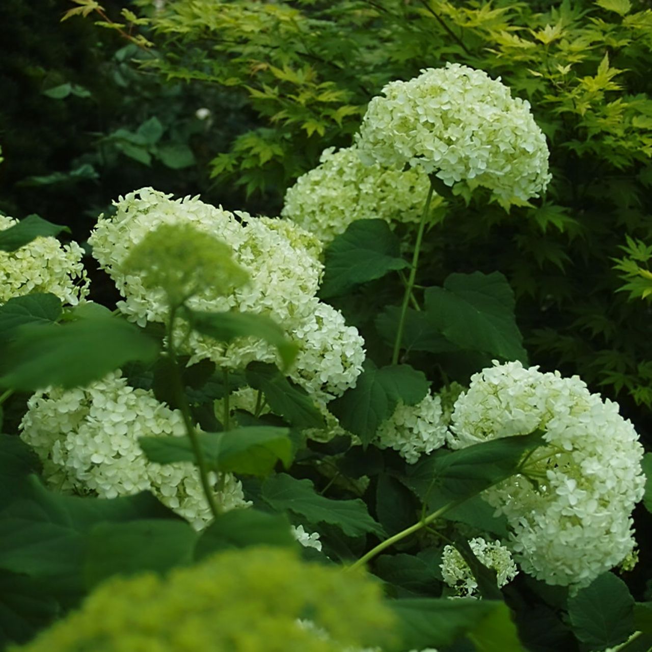 Ballhortensie 'Annabelle' von Garten Schlüter