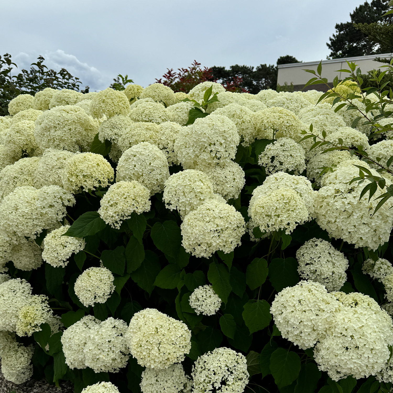 Ballhortensie &#039;Annabelle&#039; 5 - 7,5 Liter Topf, 80 - 100 cm Liefergröße: 80 - 100 cm von Garten Schlüter