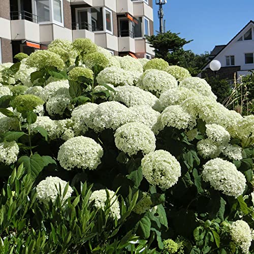 Ballhortensie 'Strong Annabelle' - Incrediball® von Garten Schlüter