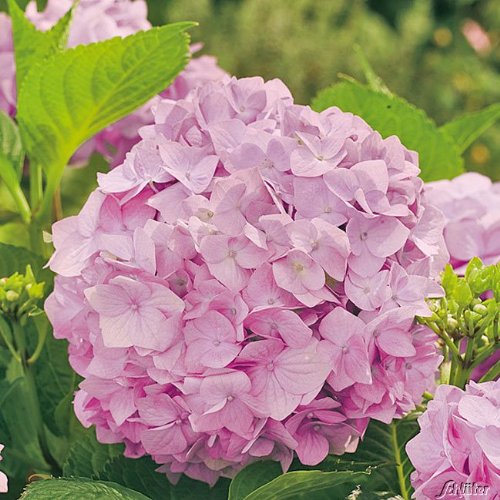 Bauernhortensie 'Bouquet Rose' Bauernhortensie 'Bouquet Rose' von Garten Schlüter