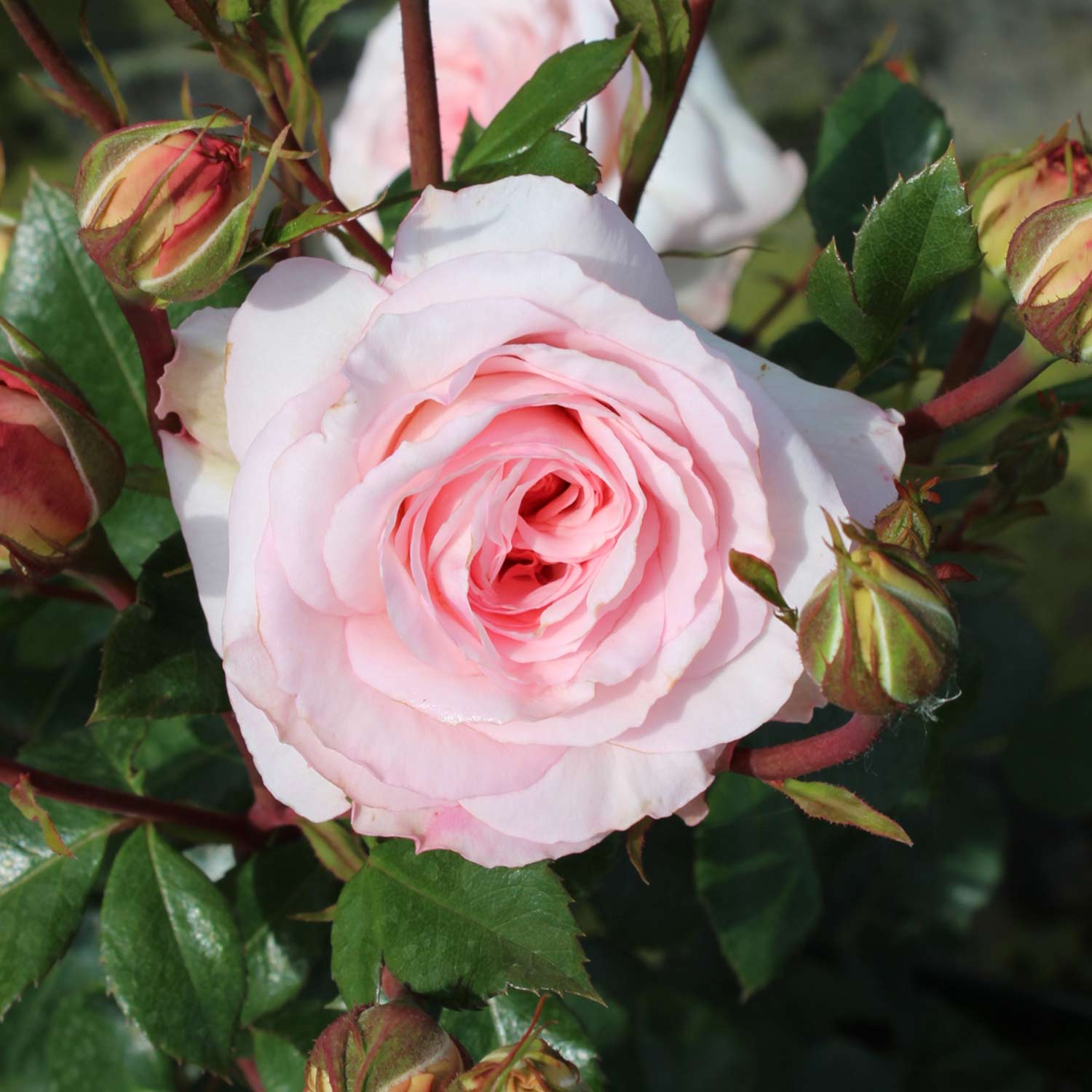 Beetrose &#039;Bonica 82®&#039; Wz Lieferform: wurzelnackte Pflanze in A-Qualität, mindestens 3 Triebe von Garten Schlüter