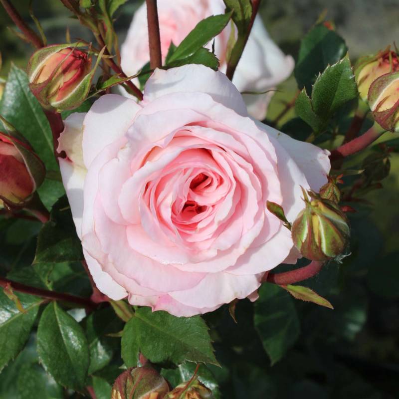 Beetrose &#039;Bonica 82®&#039; Wz Lieferform: wurzelnackte Pflanze in A-Qualität, mindestens 3 Triebe von Garten Schlüter