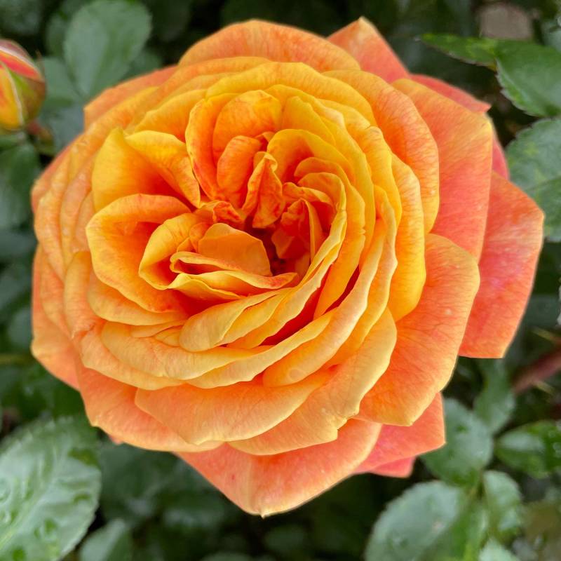 Beetrose &#039;Gold Espresso®&#039;, 5 Liter, 3 starke Triebe, A-Qualität Liefergröße: drei starke Triebe, A-Qualität von Garten Schlüter