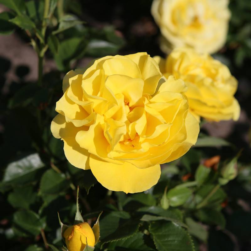 Beetrose &#039;Here Comes the Sun®&#039; Wz Lieferform: wurzelnackte Pflanze in A-Qualität, mindestens 3 Triebe von Garten Schlüter