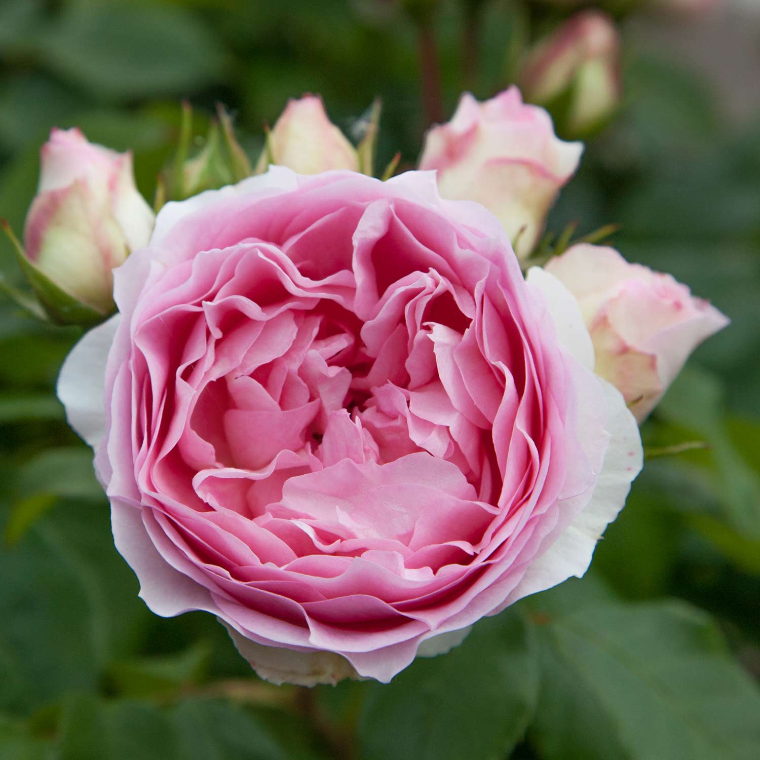 Beetrose &#039;Kurfürstin Sophie&#039; Wurzelnackte Pflanze, 3 starke Triebe Liefergröße: min. 3 starke Triebe von Garten Schlüter