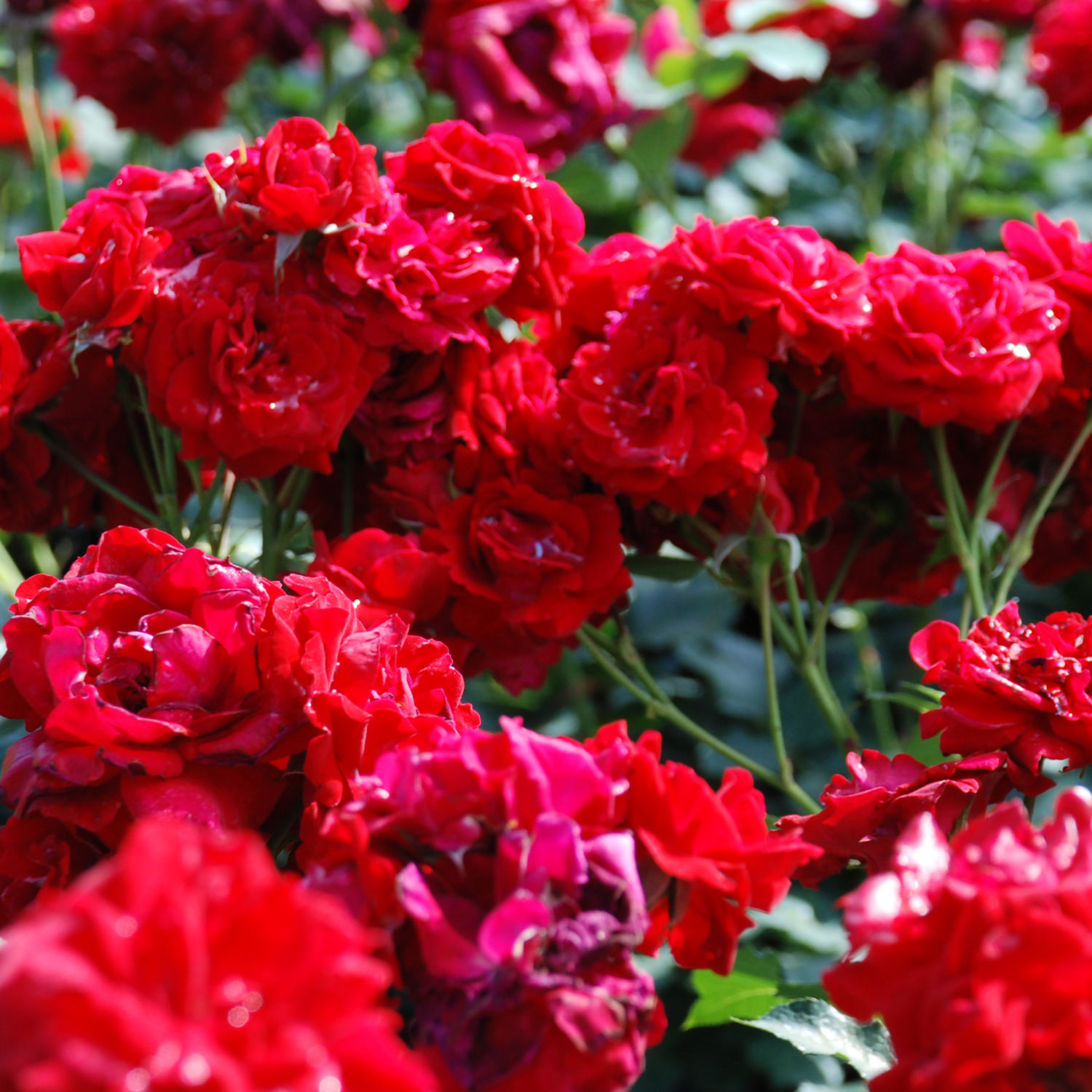 Beetrose &#039;Nina Weibull®&#039; Wurzelnackte Pflanze Liefergröße: mind. 3 starke Triebe von Garten Schlüter