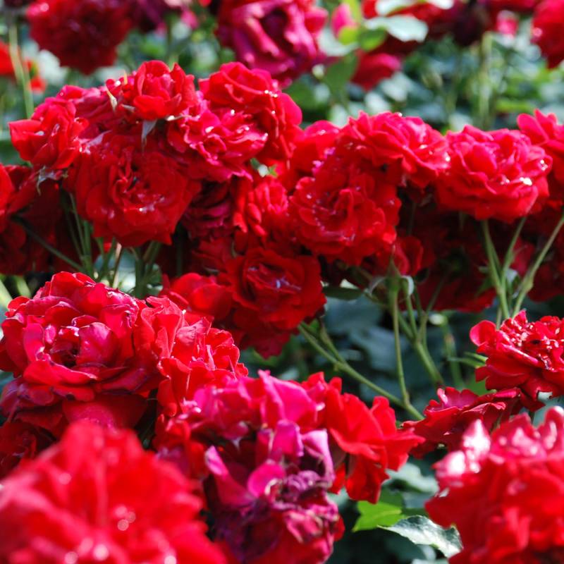 Beetrose &#039;Nina Weibull®&#039; Wurzelnackte Pflanze Liefergröße: mind. 3 starke Triebe von Garten Schlüter