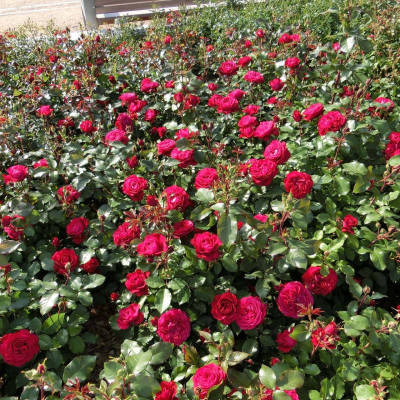Beetrose 'Rouge Meilove®' ADR-Rose von Garten Schlüter