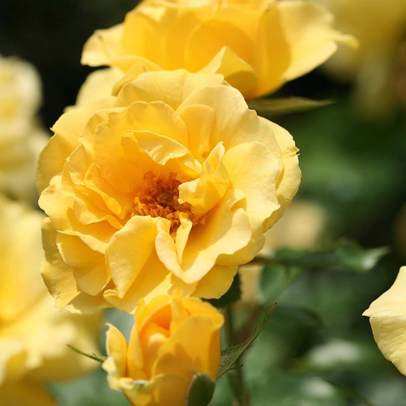 Beetrose &#039;Westart®&#039; ADR Wz Liefergröße: mindestens 3 starke Triebe von Garten Schlüter