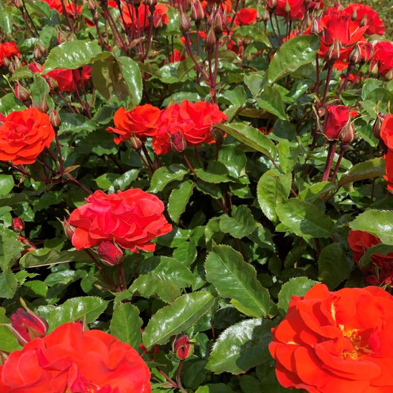 Beetrose &#039;Westpoint®&#039;  Wz Liefergröße: mindestens 3 starke Triebe von Garten Schlüter