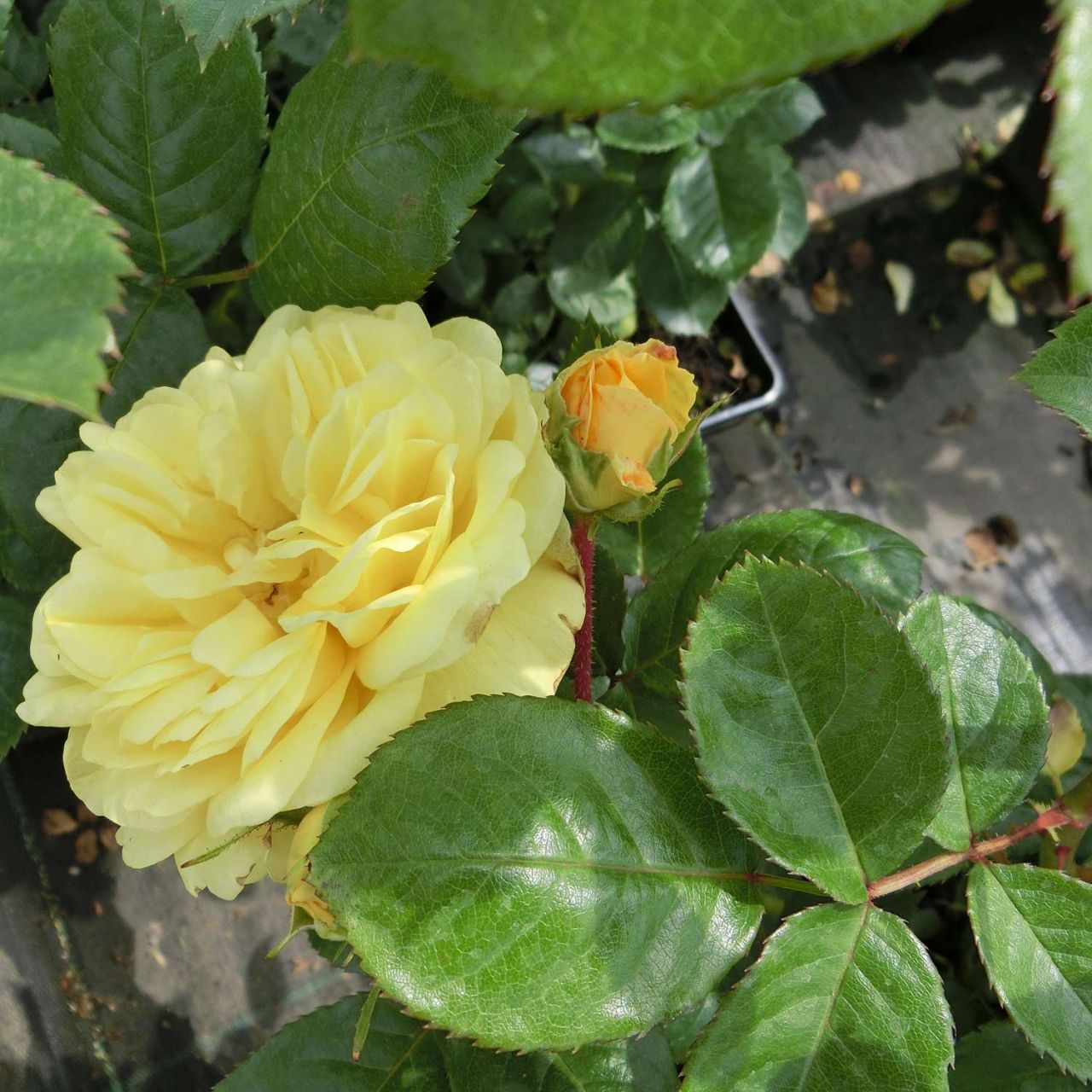 Beetrose 'Yellow Meilove®' - ADR-Rose von Garten Schlüter