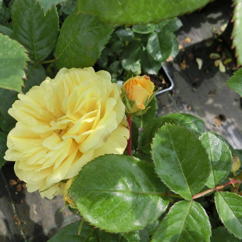 Beetrose &#039;Yellow Meilove®&#039; - ADR-Rose C7,5 60cm Stamm Liefergröße: 60 cm Stamm von Garten Schlüter