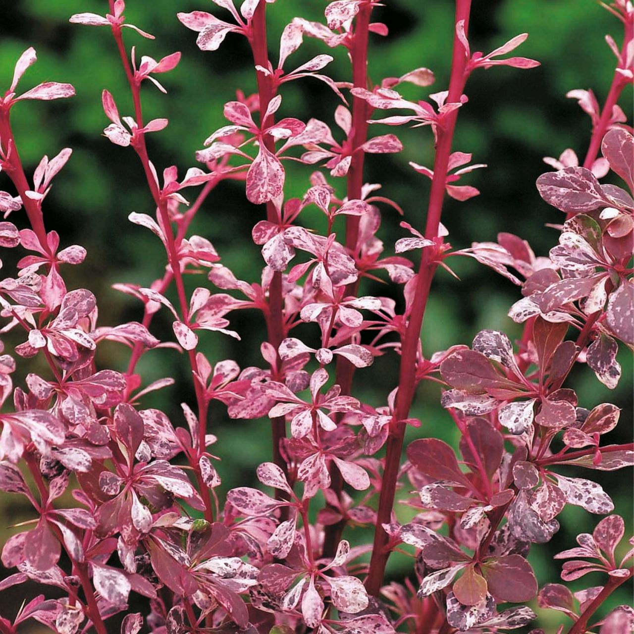 Berberitze 'Pink Attraction' von Garten Schlüter