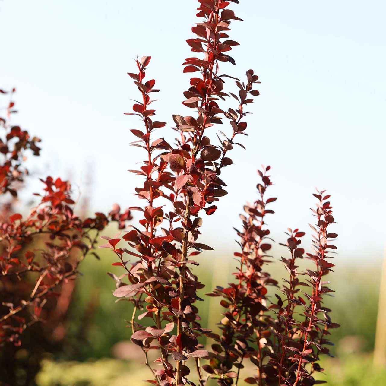 Berberitze 'Summer Chocolate' von Garten Schlüter