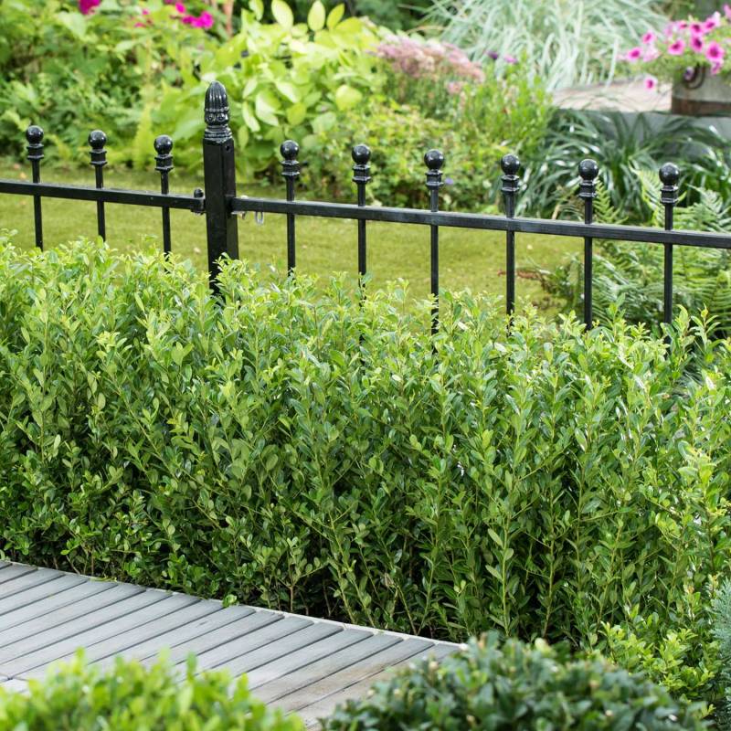 Berg-Ilex &#039;Glorie Dwarf&#039; (S) Im 2 Liter Container 20-30 cm Liefergröße: 20-30 cm von Garten Schlüter